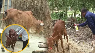 লাম্পি রোগে আক্রান্ত অনেক গরু, আতঙ্কে খামারি